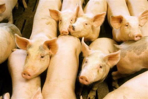 quality usda lean hog
